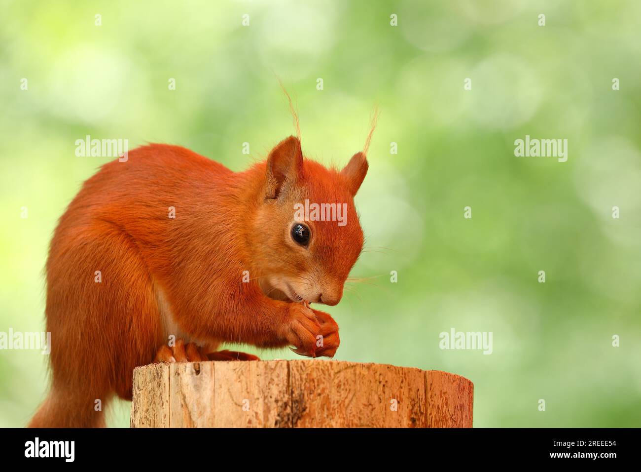 Eurasian red squirrel (Sciurus vulgaris), sitting on a tree stump and