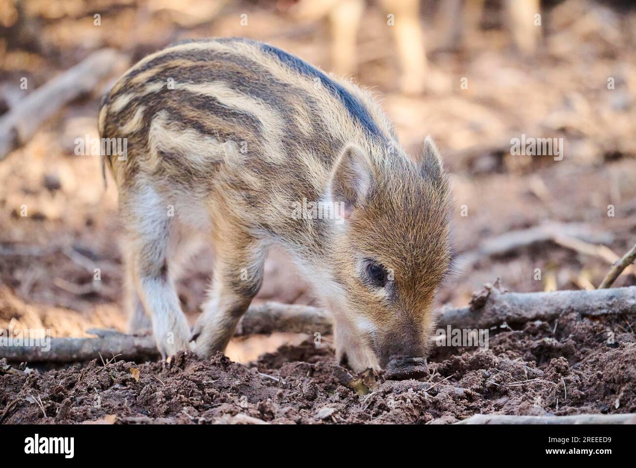 Wild boar (Sus scrofa) squeaker in a forest, Bavaria, Germany Europe Stock Photo Alamy