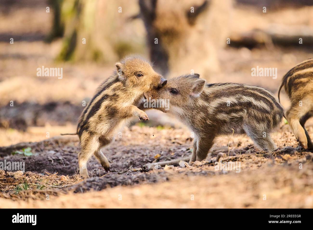 Wild boar (Sus scrofa) squeakers playing in a forest, Bavaria, Germany Europe Stock Photo