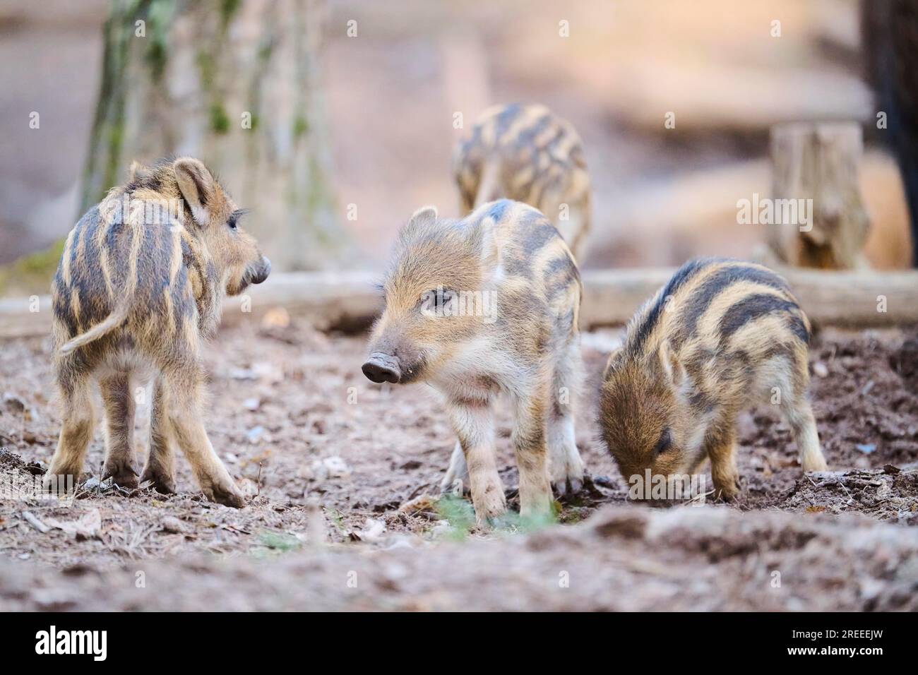 Wild boar (Sus scrofa) squeakers playing in a forest, Bavaria, Germany Europe Stock Photo