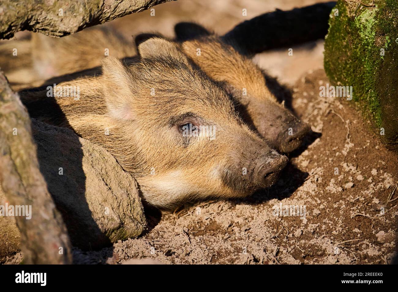 Wild boar (Sus scrofa) squeakers in a forest, Bavaria, Germany Europe Stock Photo