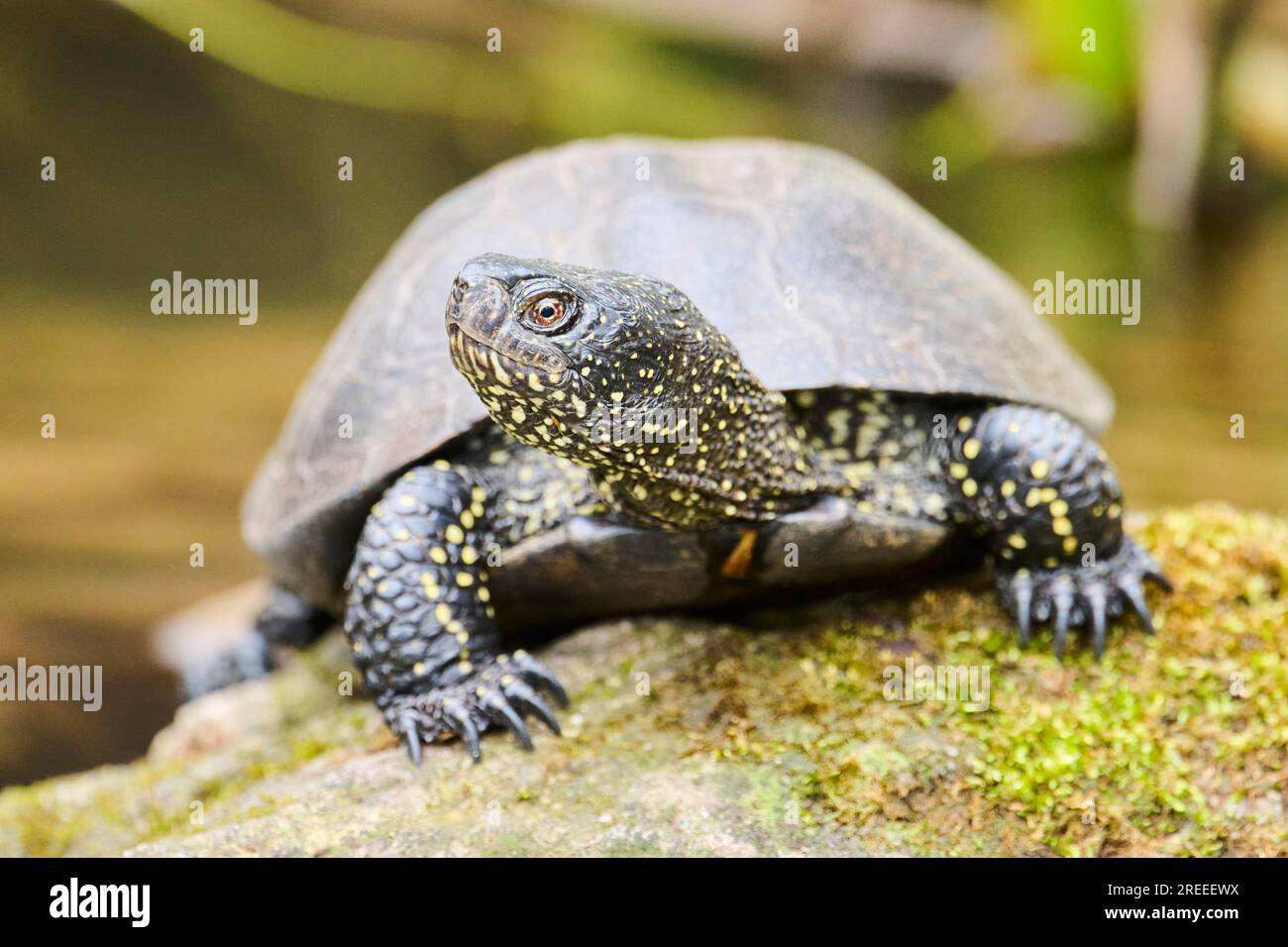 European pond turtle (Emys orbicularis) on a rock, Bavaria, Germany ...