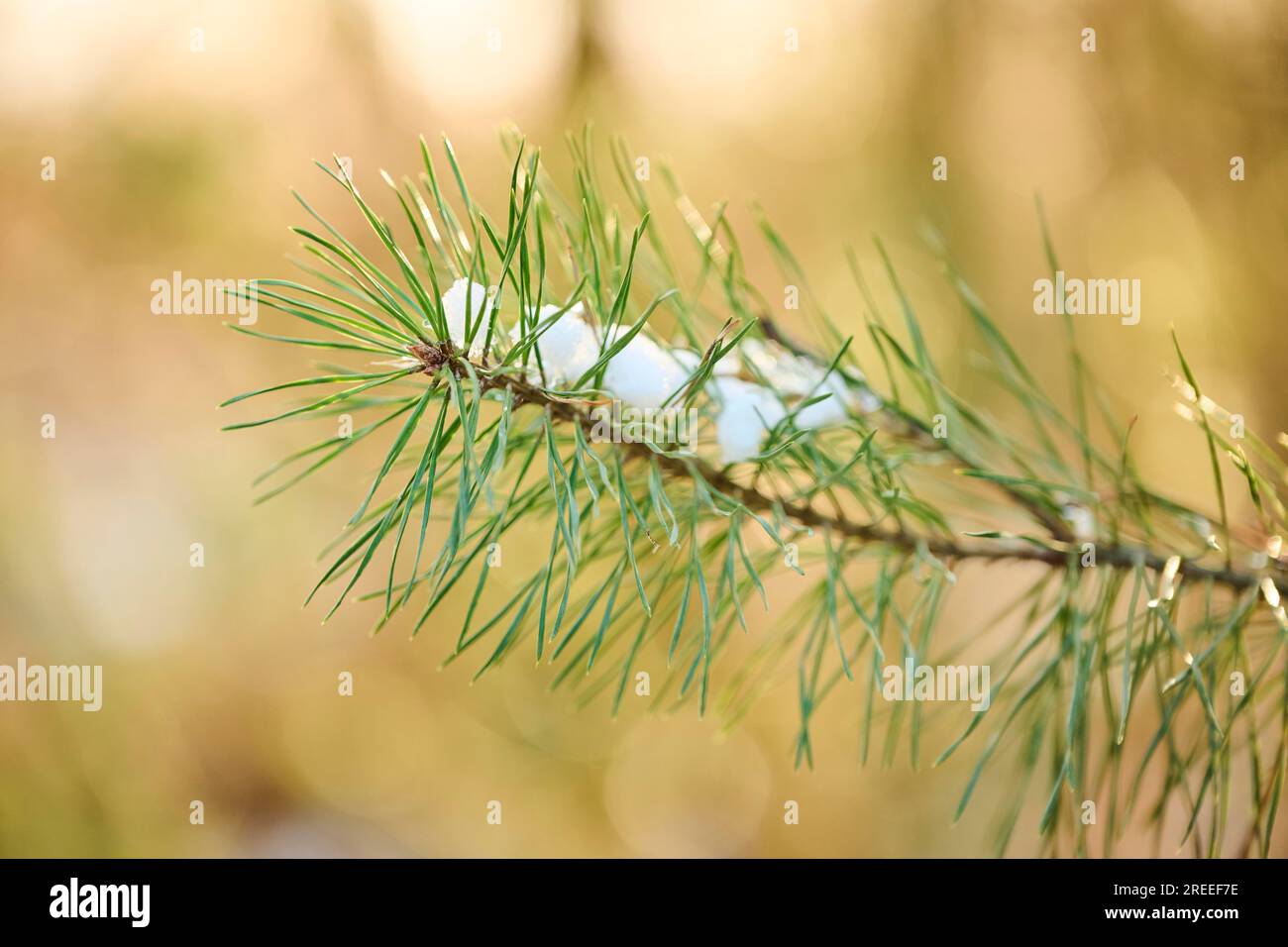 Scots pine (Pinus sylvestris) needles, branch, snow, detail, Upper Palatinate, Bavaria, Germany Stock Photo