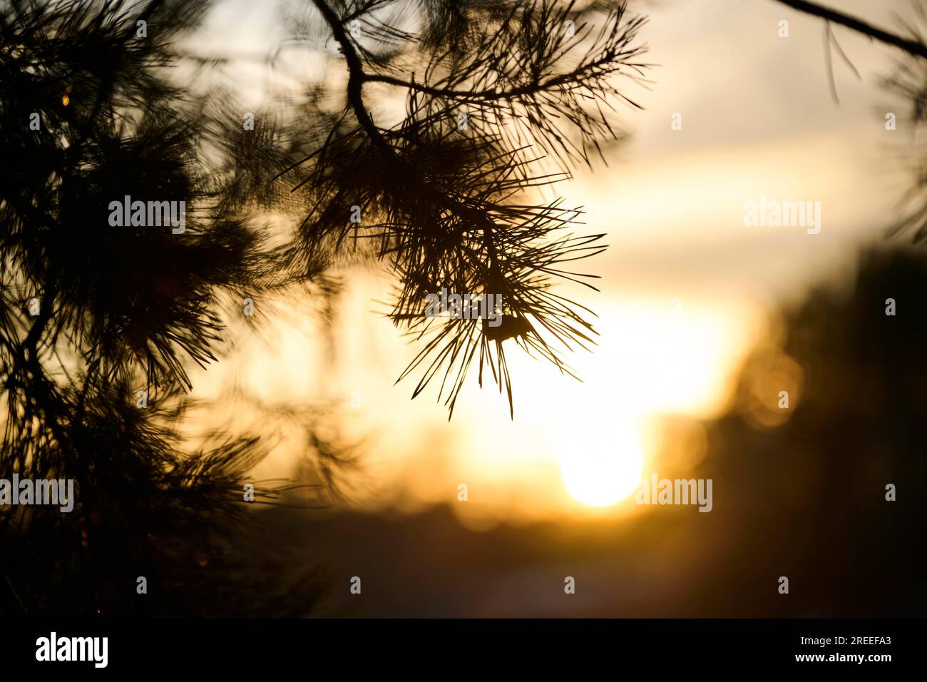 Scots pine (Pinus sylvestris) needles, branch, sunset, detail, Upper Palatinate, Bavaria, Germany Stock Photo
