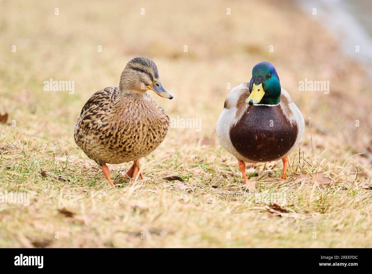 Wild duck (Anas platyrhynchos) couple standing on a meadow, Bavaria, Germany Europe Stock Photo