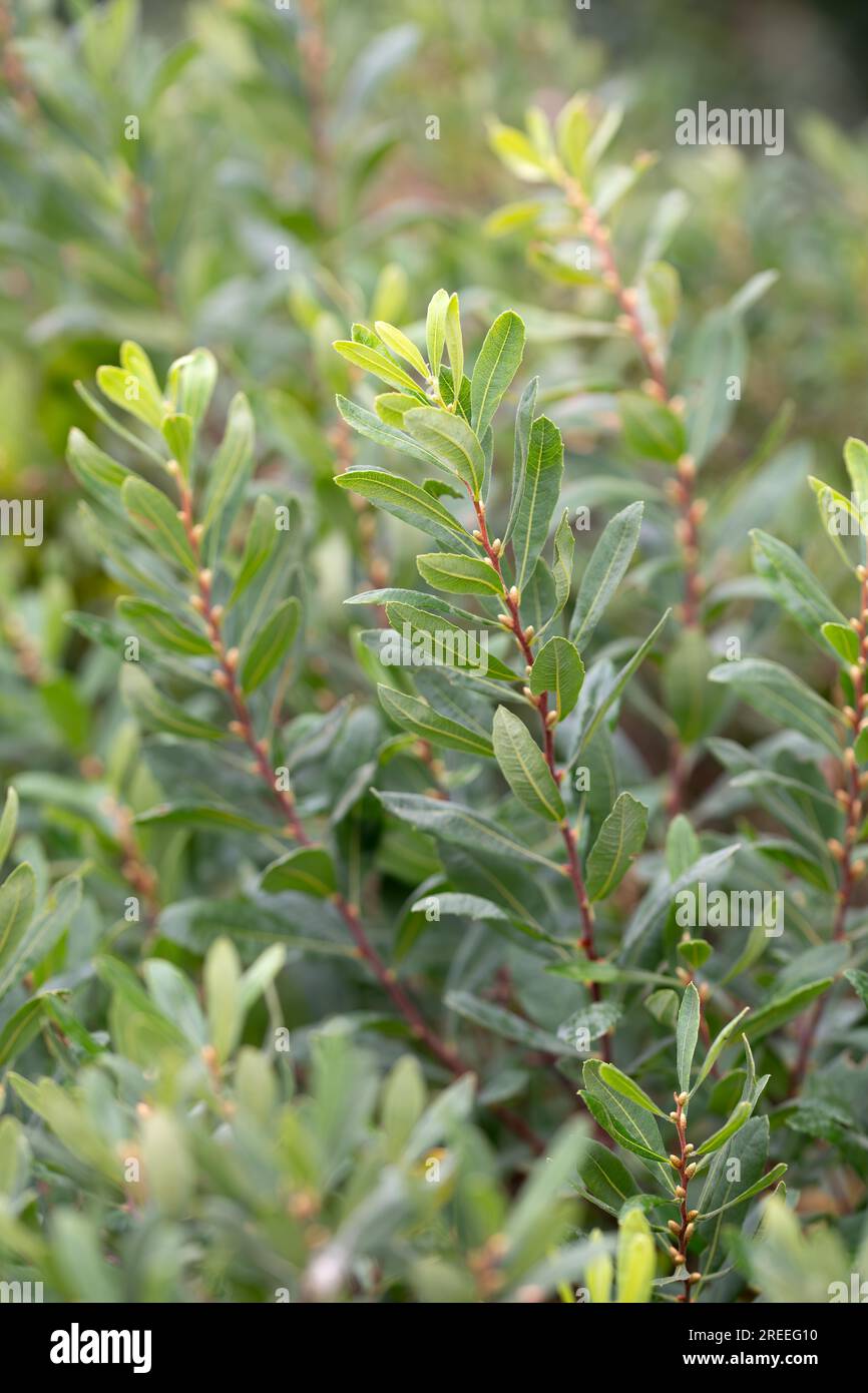 Bog myrtle (Myrica gale), branches with buds leaves and fresh shoots, Emsland, Lower Saxony, Germany Stock Photo