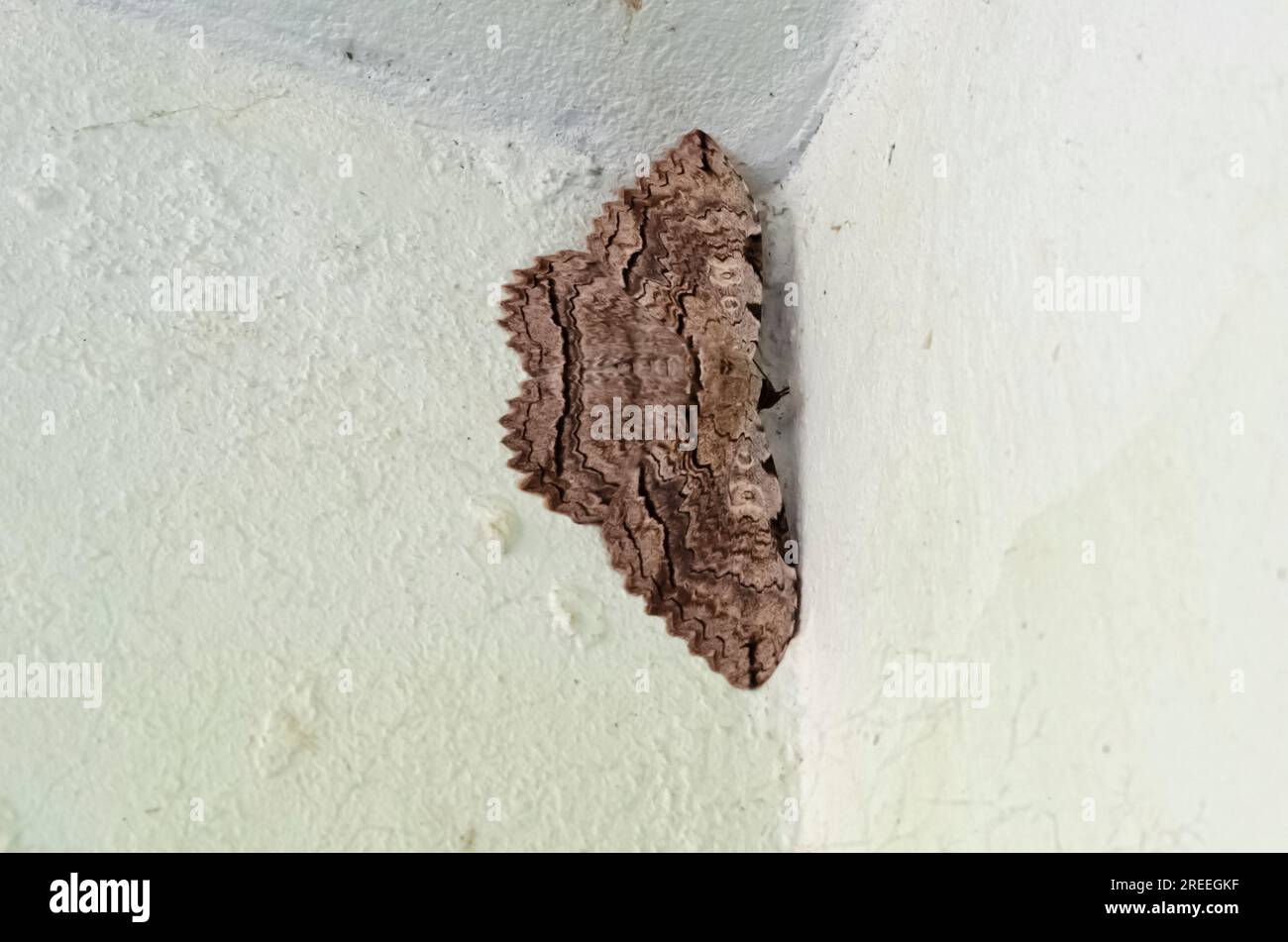 Owl Moth On Wall Stock Photo