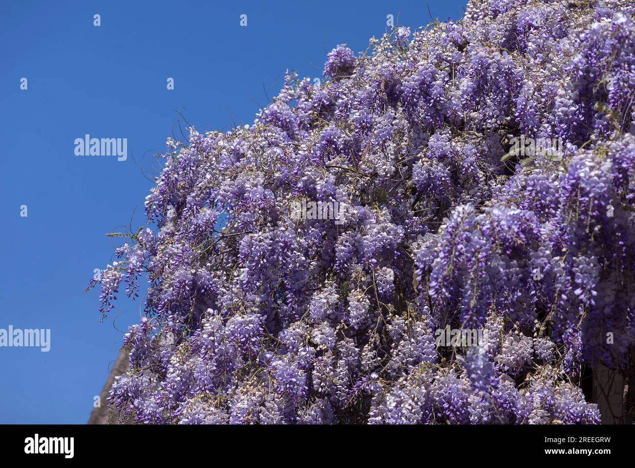 Flowering blue vine (Wisteria), Baden-Wuerttemberg. Germany Stock Photo -  Alamy