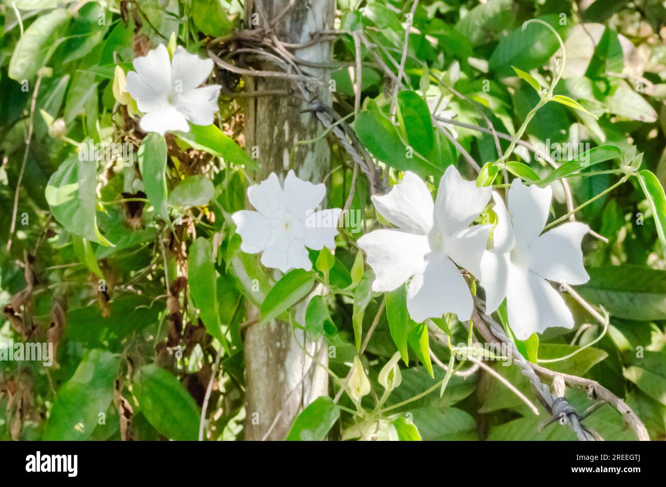 Thunbergia Fragrans Plant On Post And Barbed Wire Stock Photo