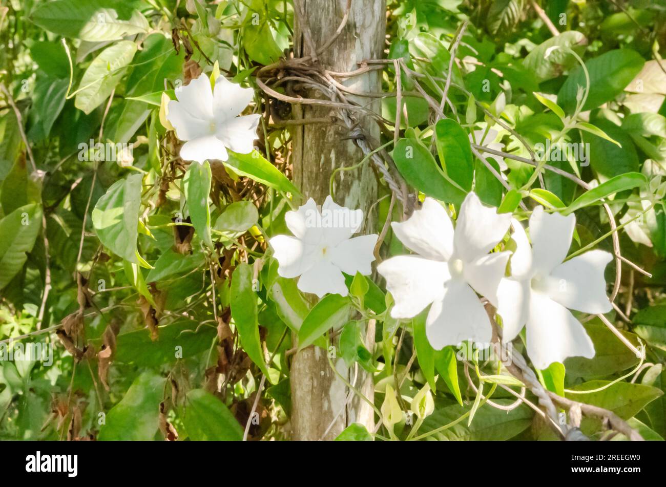 Blooming Thunbergia Fragrans Vine On Post And Barbed Wire Stock Photo