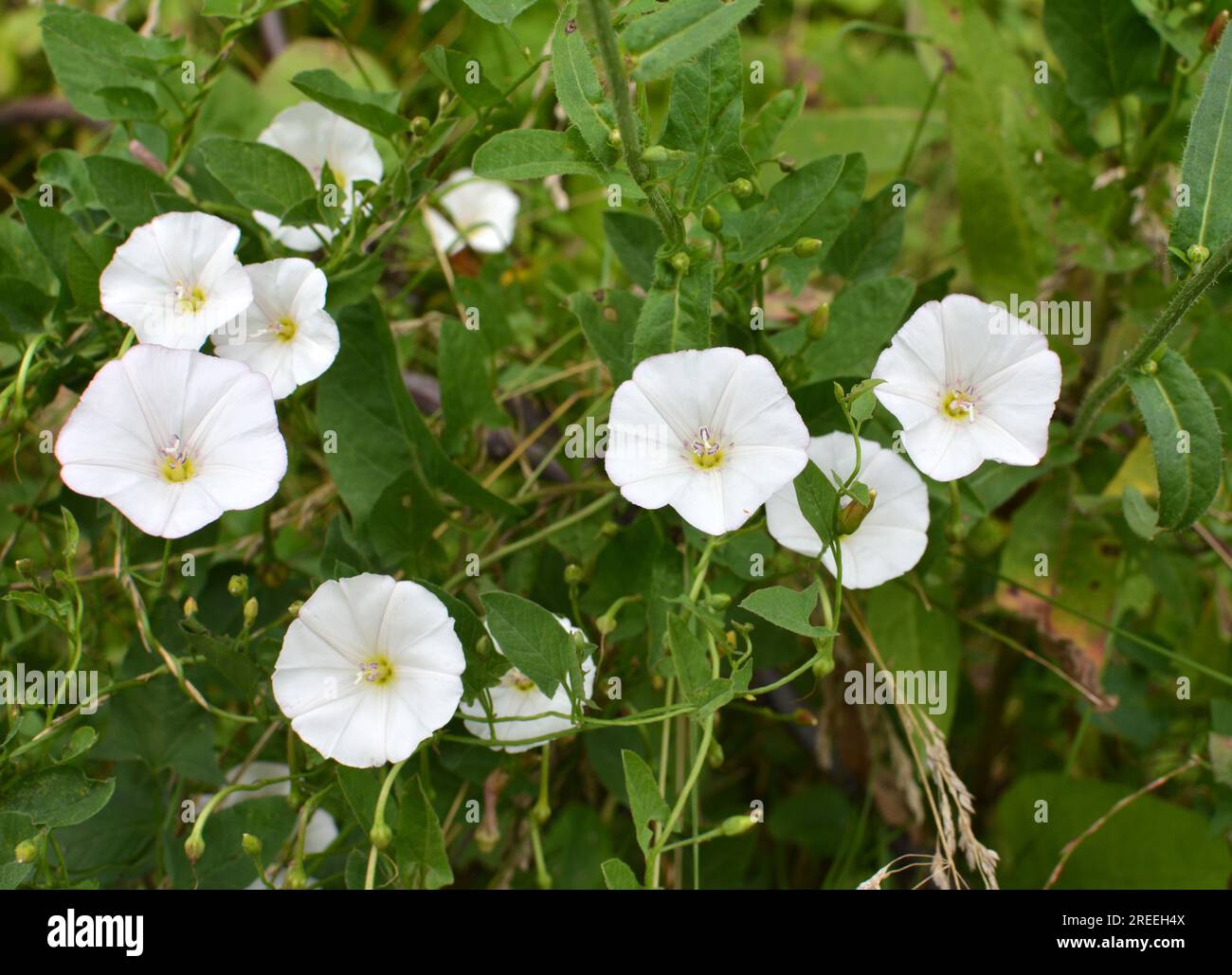 Convolvulus arvensis grows and blooms in the field Stock Photo