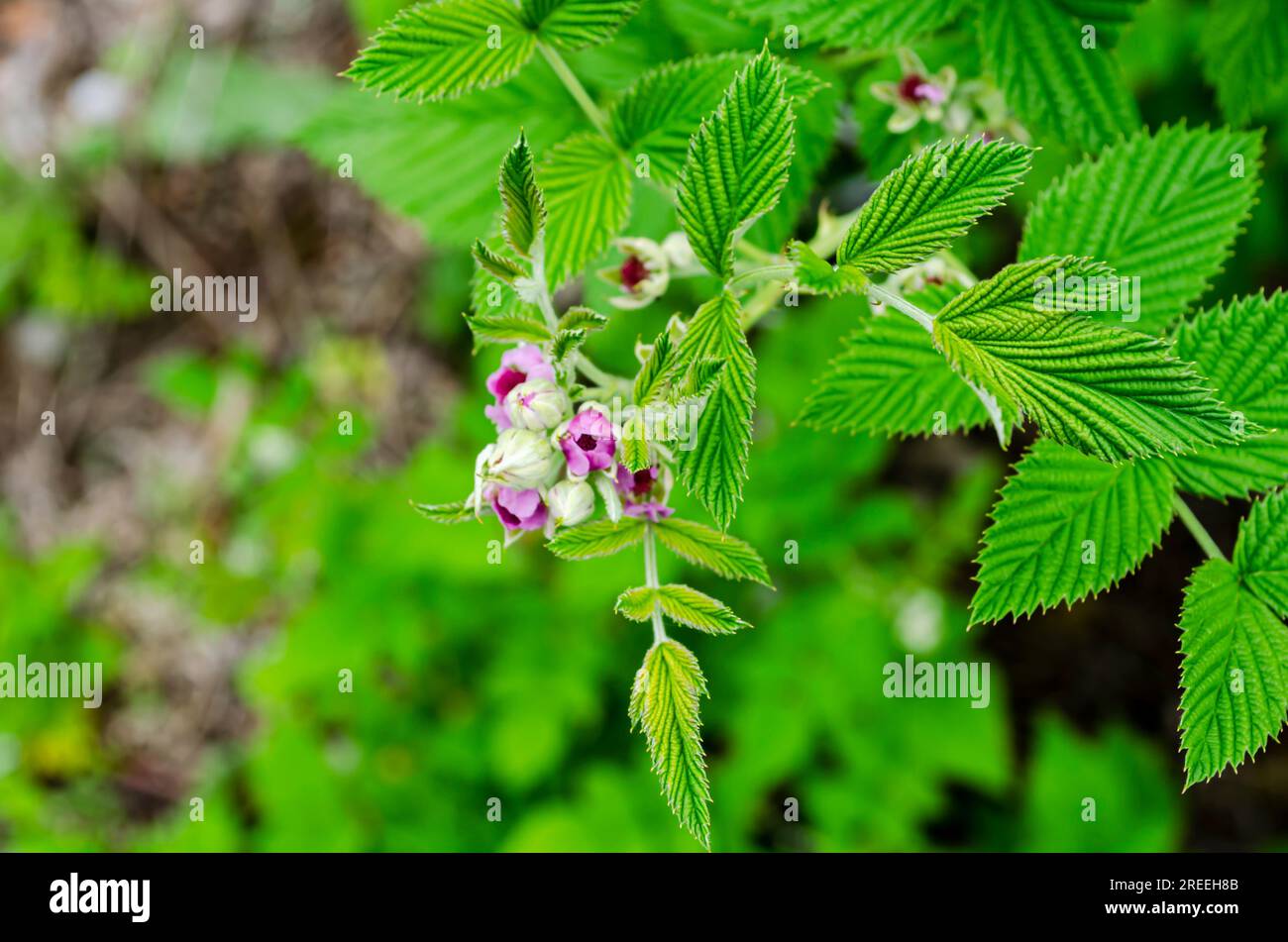 Black Raspberry Blossoms Stock Photo - Alamy