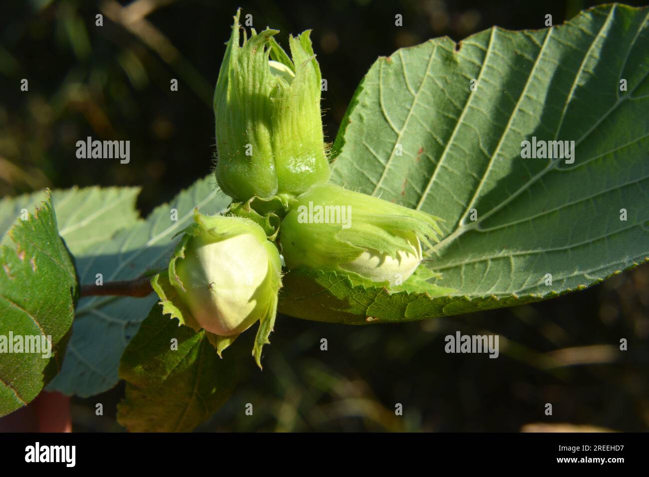 Nuts ripen on the branch of the hazel bush Stock Photo