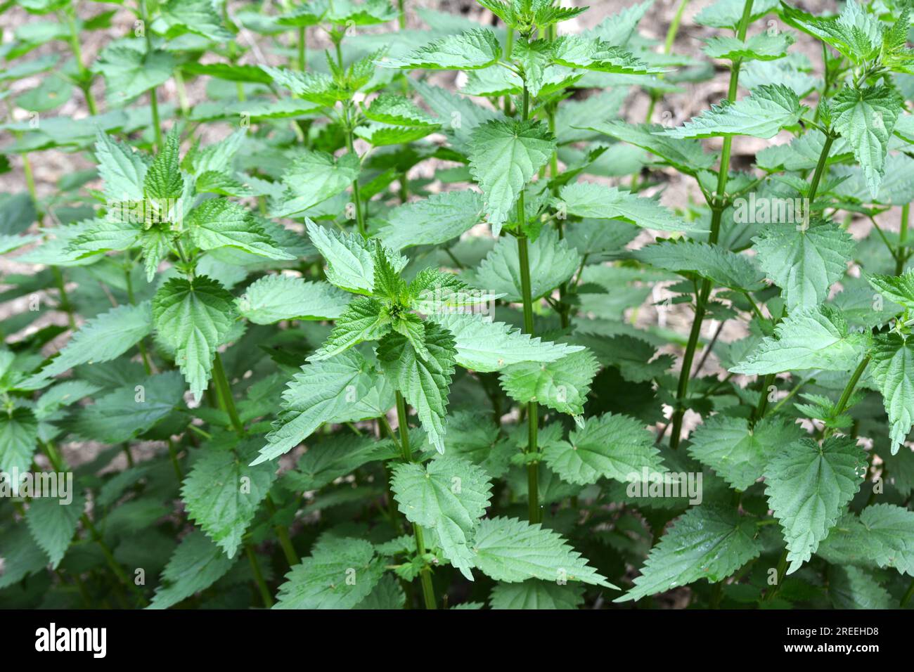 The nettle dioecious (Urtica dioica) with green leaves grows in natural ...