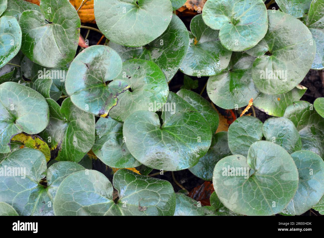 Asarum europaeum grows in the forest in the wild Stock Photo