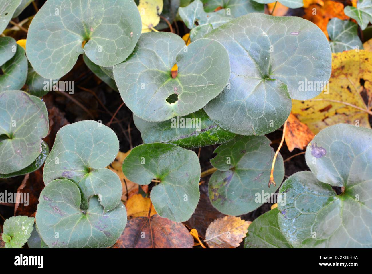 Asarum europaeum grows in the forest in the wild Stock Photo