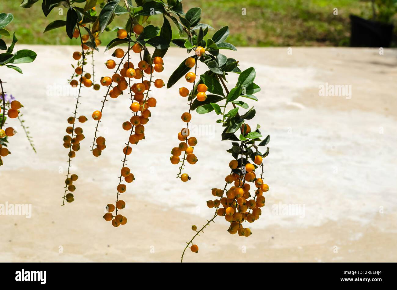 Duranta Erecta (Golden Dewdrops) Fruits Stock Photo