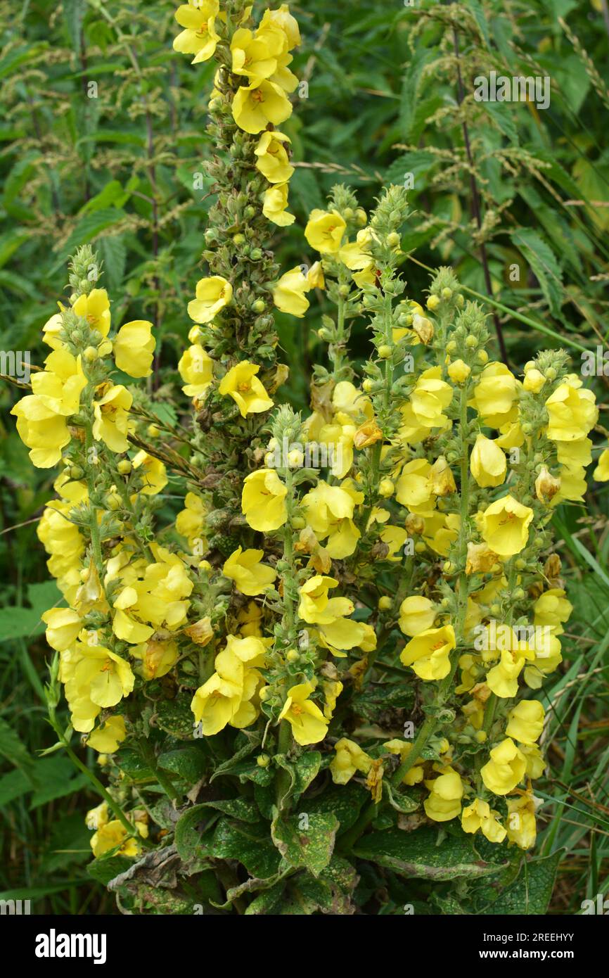 In the summer, mullein (Verbascum) blooms in the wild Stock Photo