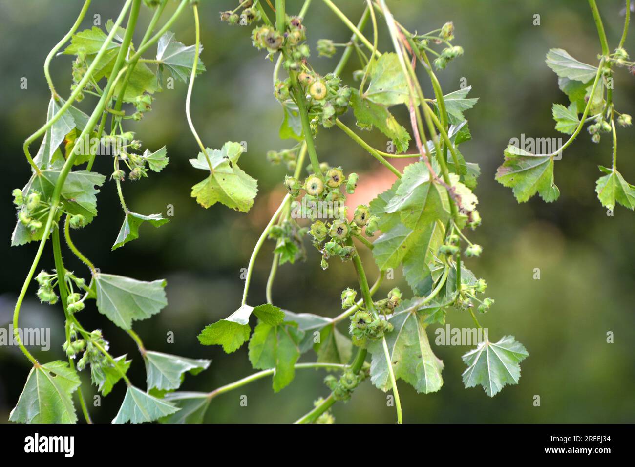 Mallow (Malva pusilla, Malva rotundifolia) grows in the wild in summer Stock Photo