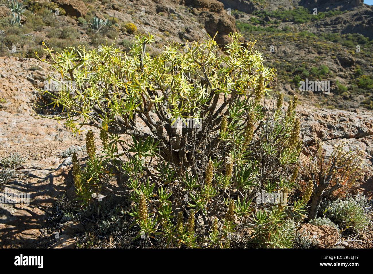 Balsam spurge (Euphorbia balsamifera) in the Caldera de Tejeda, Las Palmas Province, Gran Canaria, Canary Islands, Spain Stock Photo