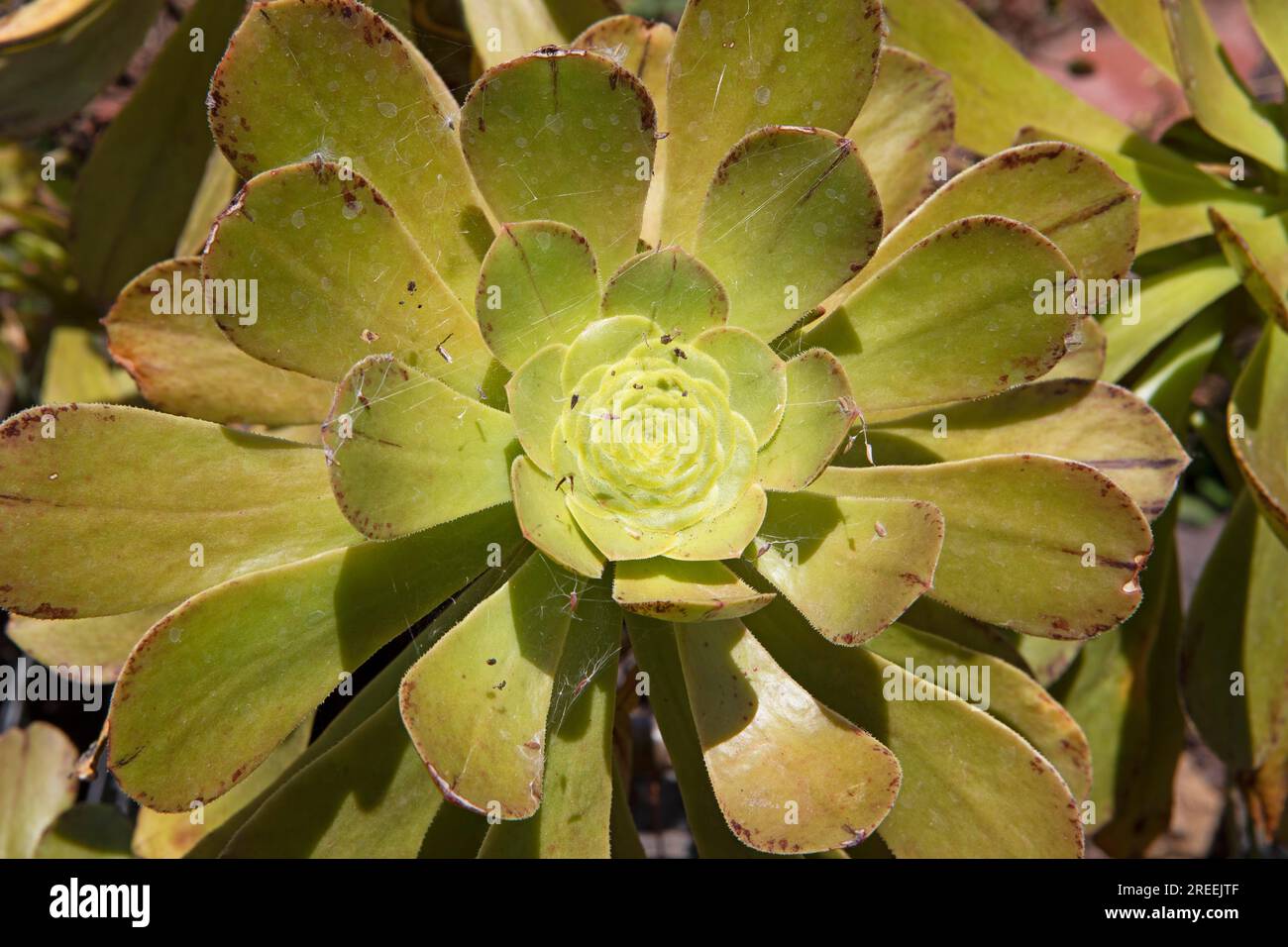 Rosette thickleaf (Aeonium lancerottense), close-up, Botanical Garden Jardin Canario Visitas, Las Palmas, Las Palmas Province, Gran Canaria, Canary Stock Photo