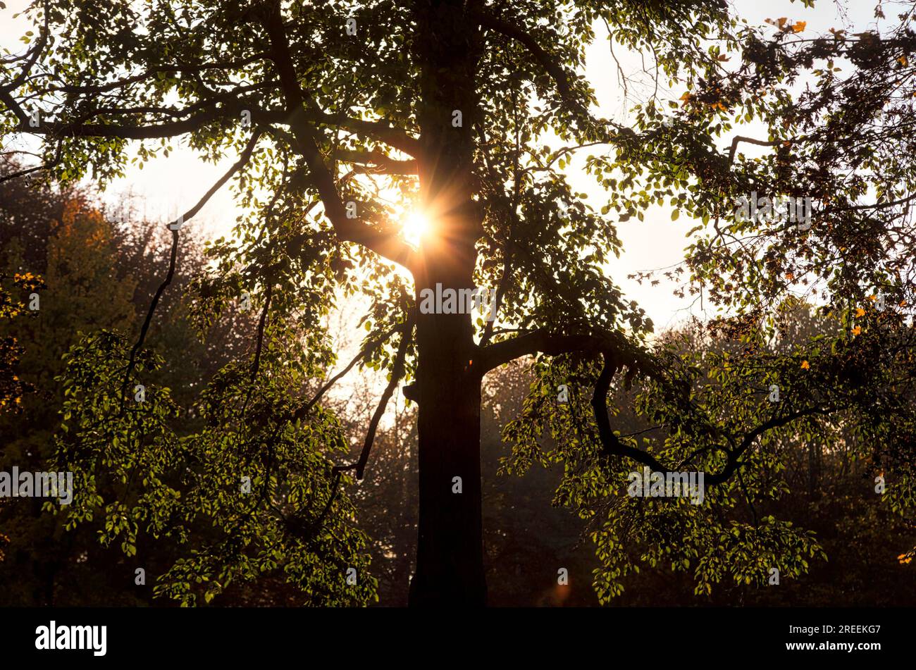 Tree glowing by sunlight hi-res stock photography and images - Alamy
