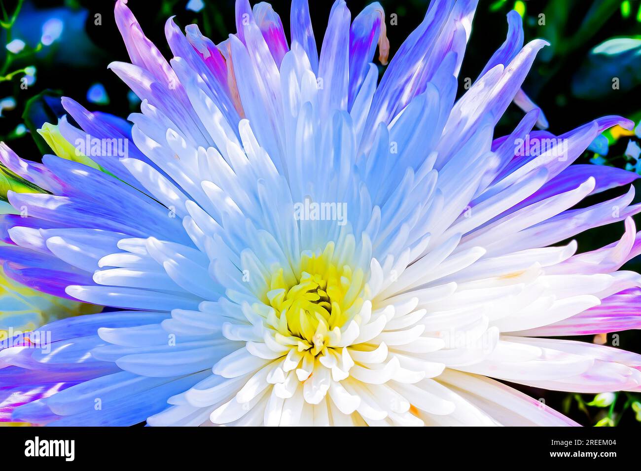 Closeup white chrysanthemum flower hi-res stock photography and images ...