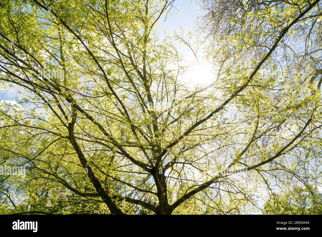 The sun is shining through a tree in spring Stock Photo
