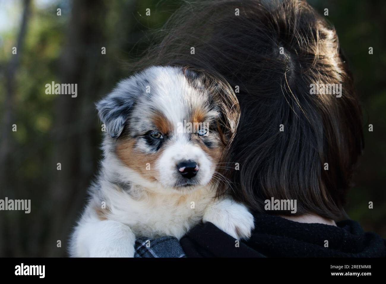 Beautiful juvenile male Blue Merle Australian Shepherd puppy being held over the shoulder of a young teen. Stock Photo
