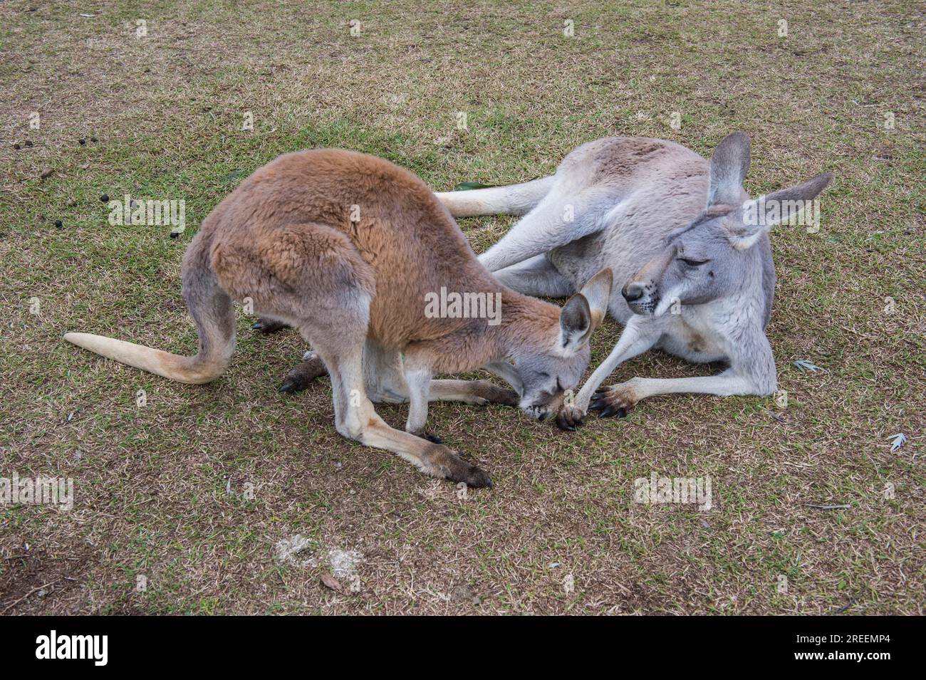 Kangaroos (macropods), Lone Pine sanctuary, Brisbane, Queensland, Australia Stock Photo