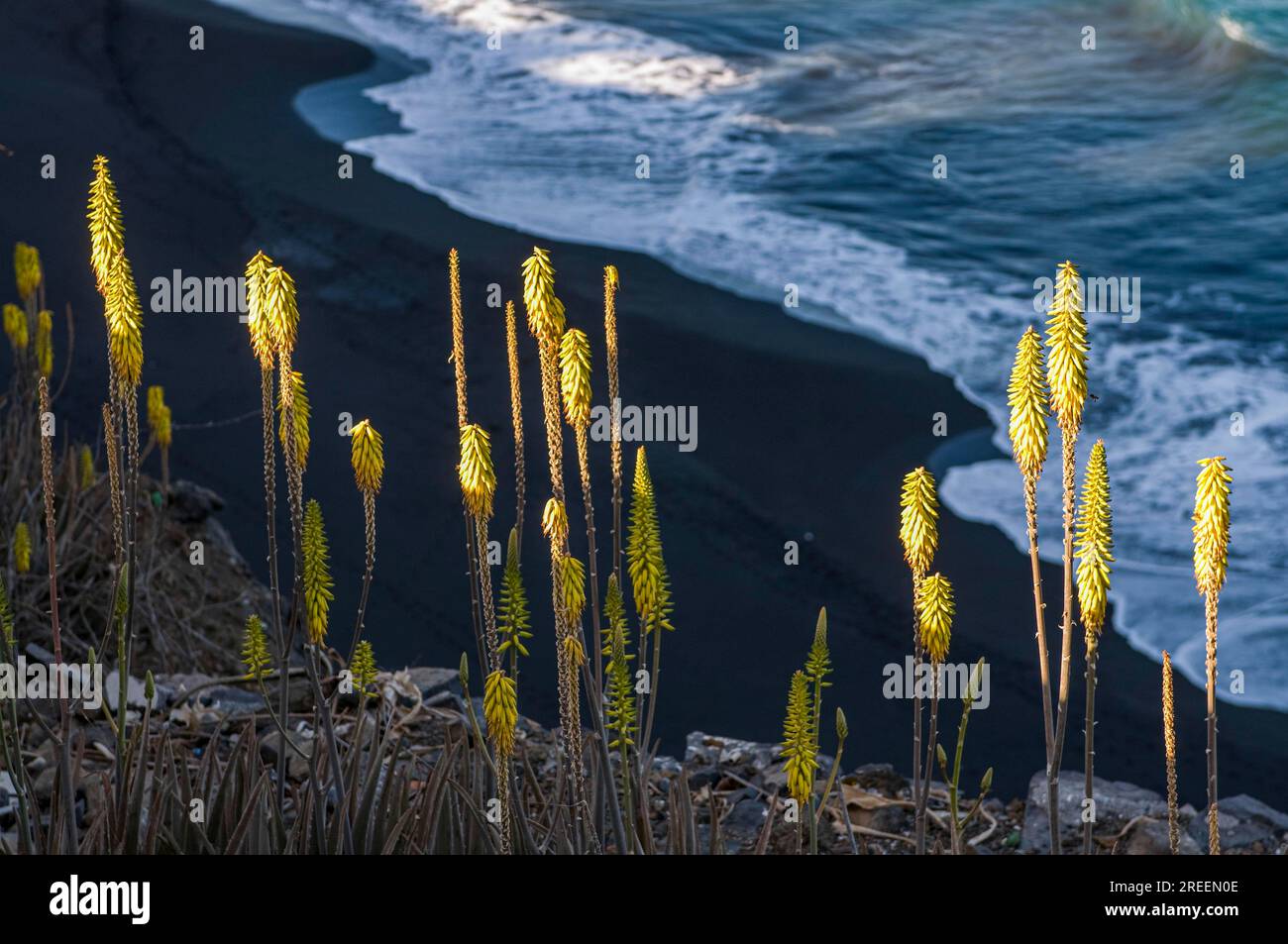 African grasses hi-res stock photography and images - Alamy