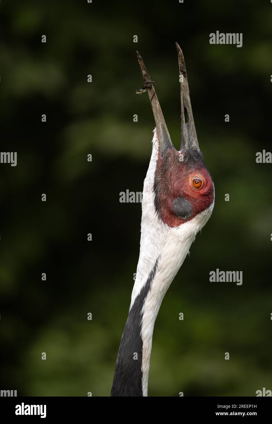 White-naped crane (Grus vipio), animal portrait, captive, calls, Germany Stock Photo