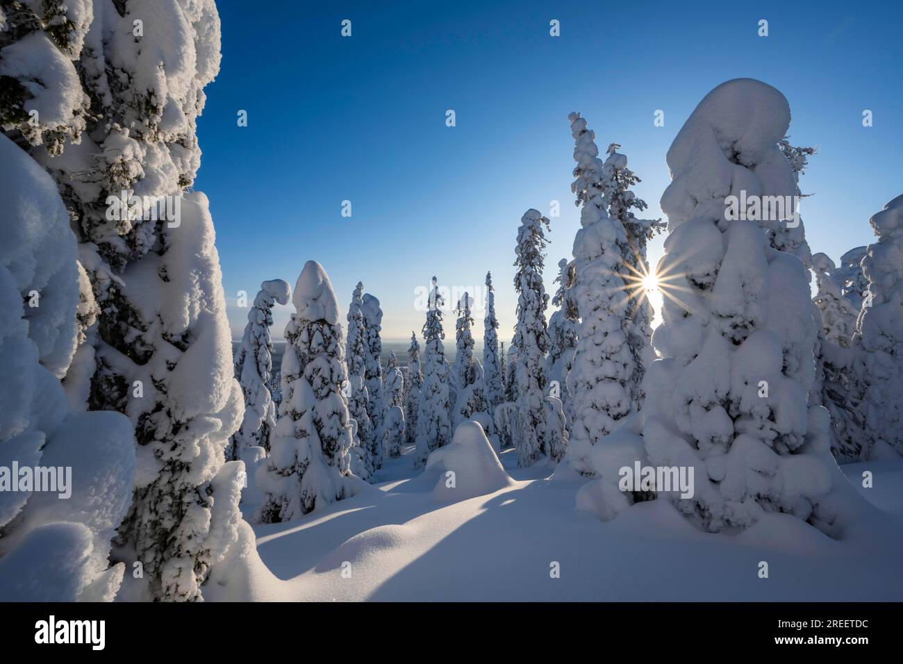 Snowed-in trees, winter landscape, Riisitunturi National Park, Posio ...