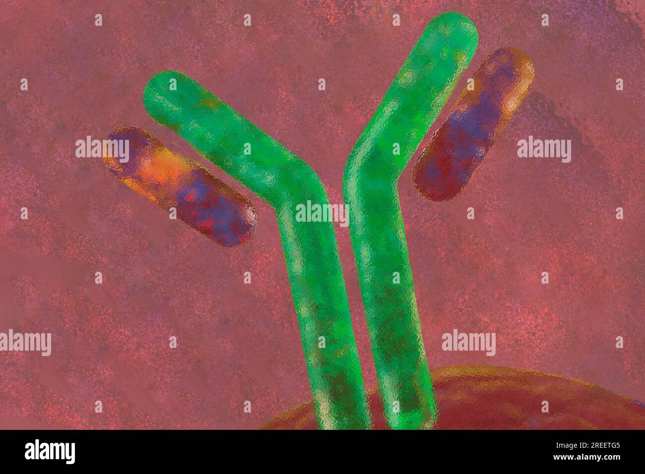 The immune system is the body's defence system and fends off pathogens Stock Photo