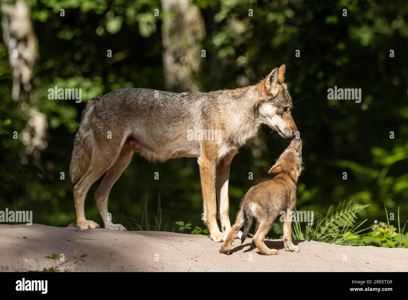Gray Wolves Alpha European gray wolf (Canis lupus) alpha wolf with pup, Germany Stock ...