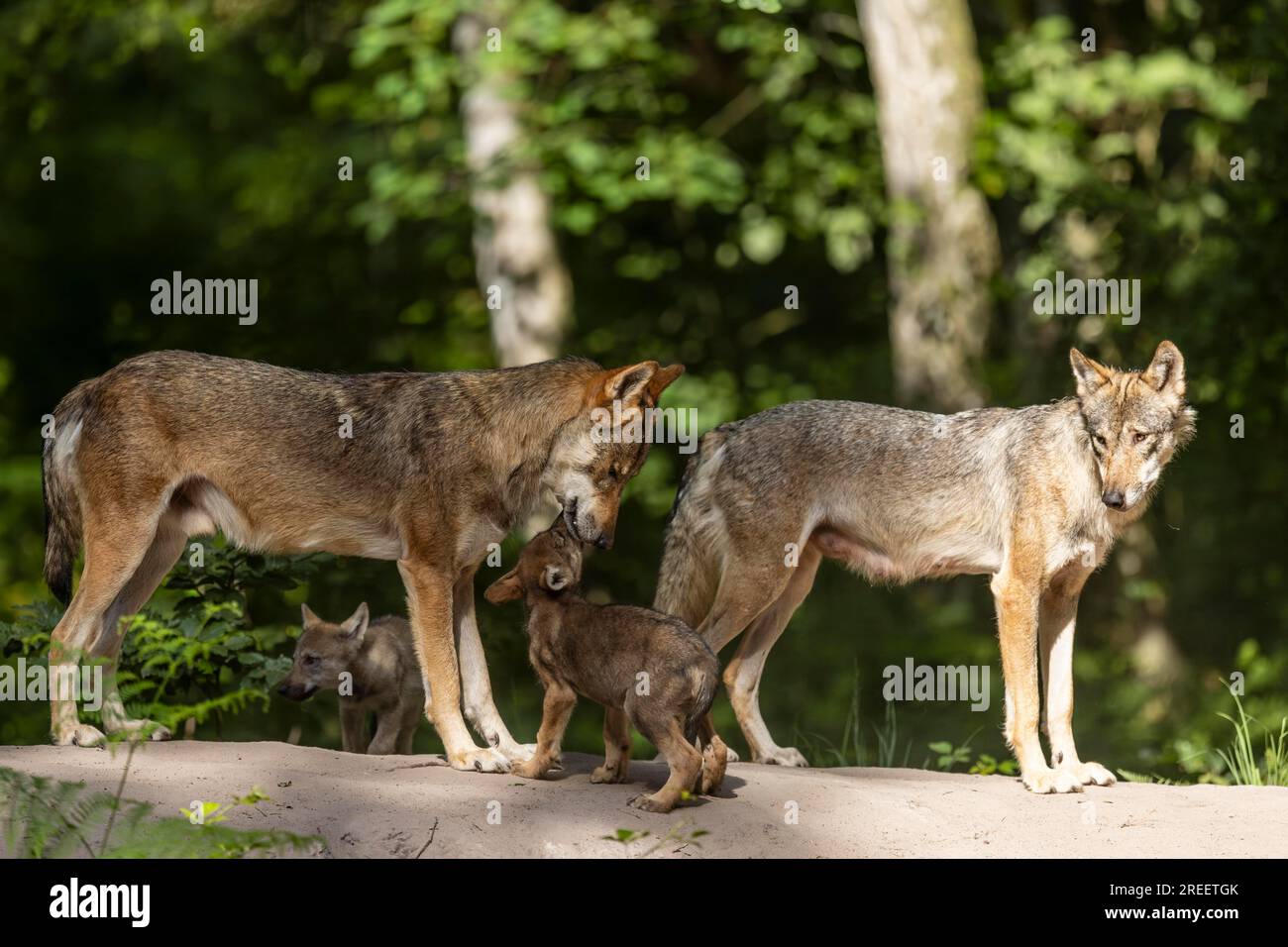 Gray Wolves Alpha European wolf alpha gray wolves (Canis lupus) with pups, Germany Stock ...