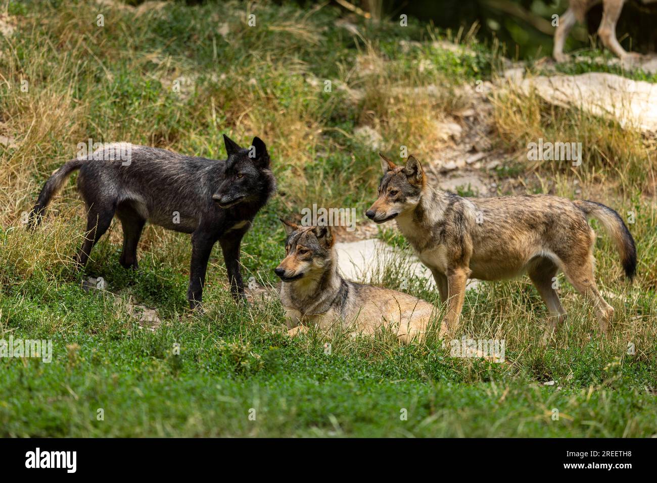 Algonquin wolf pack hi-res stock photography and images - Alamy