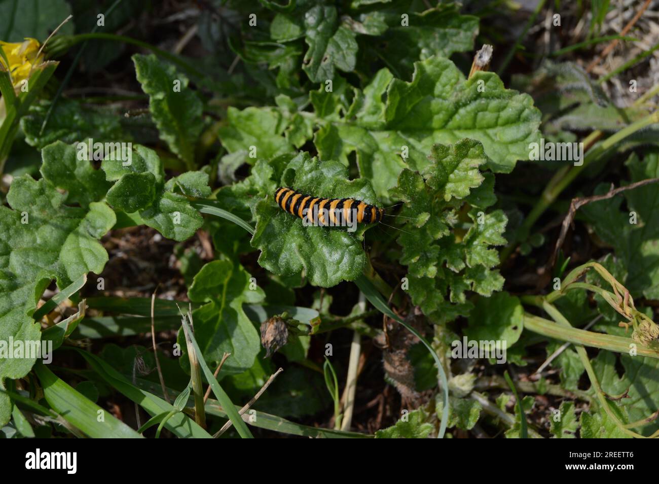 Distinctive red and black caterpillar of Cinnabar Moth, Tyria jacobaeae Stock Photo