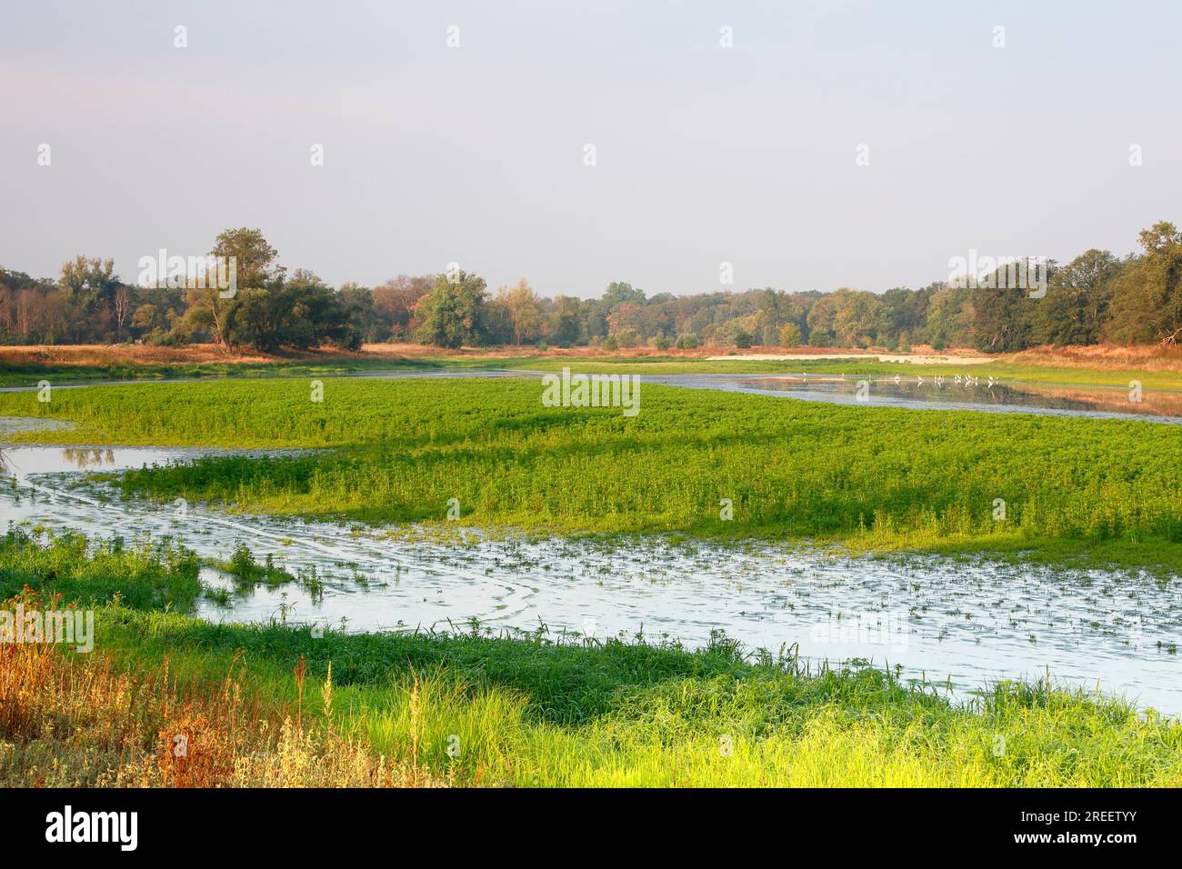 Typical biotopes of the river landscape, fertile mudflats due to low water levels, Middle Elbe Biosphere Reserve, Saxony-Anhalt, Germany Stock Photo