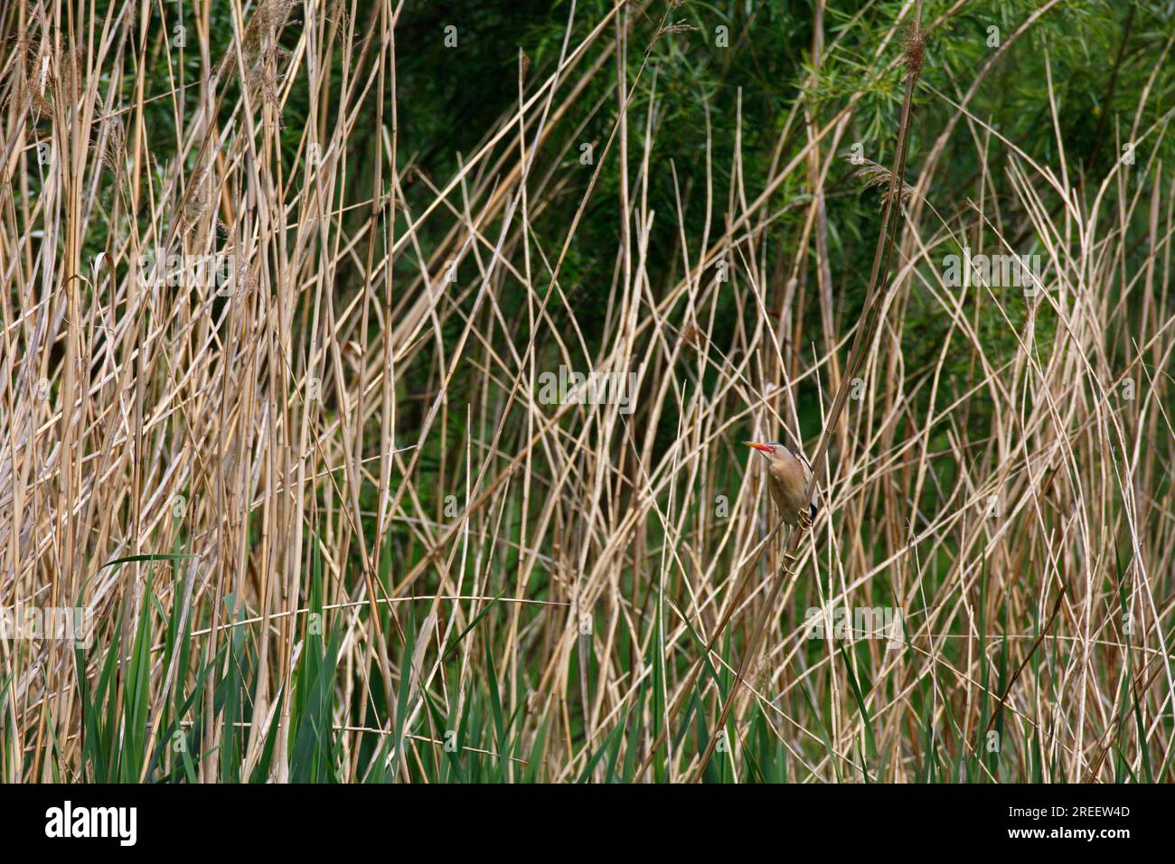 Little Bittern (Ixobrychus minutus), search photo in reeds, Middle Elbe ...