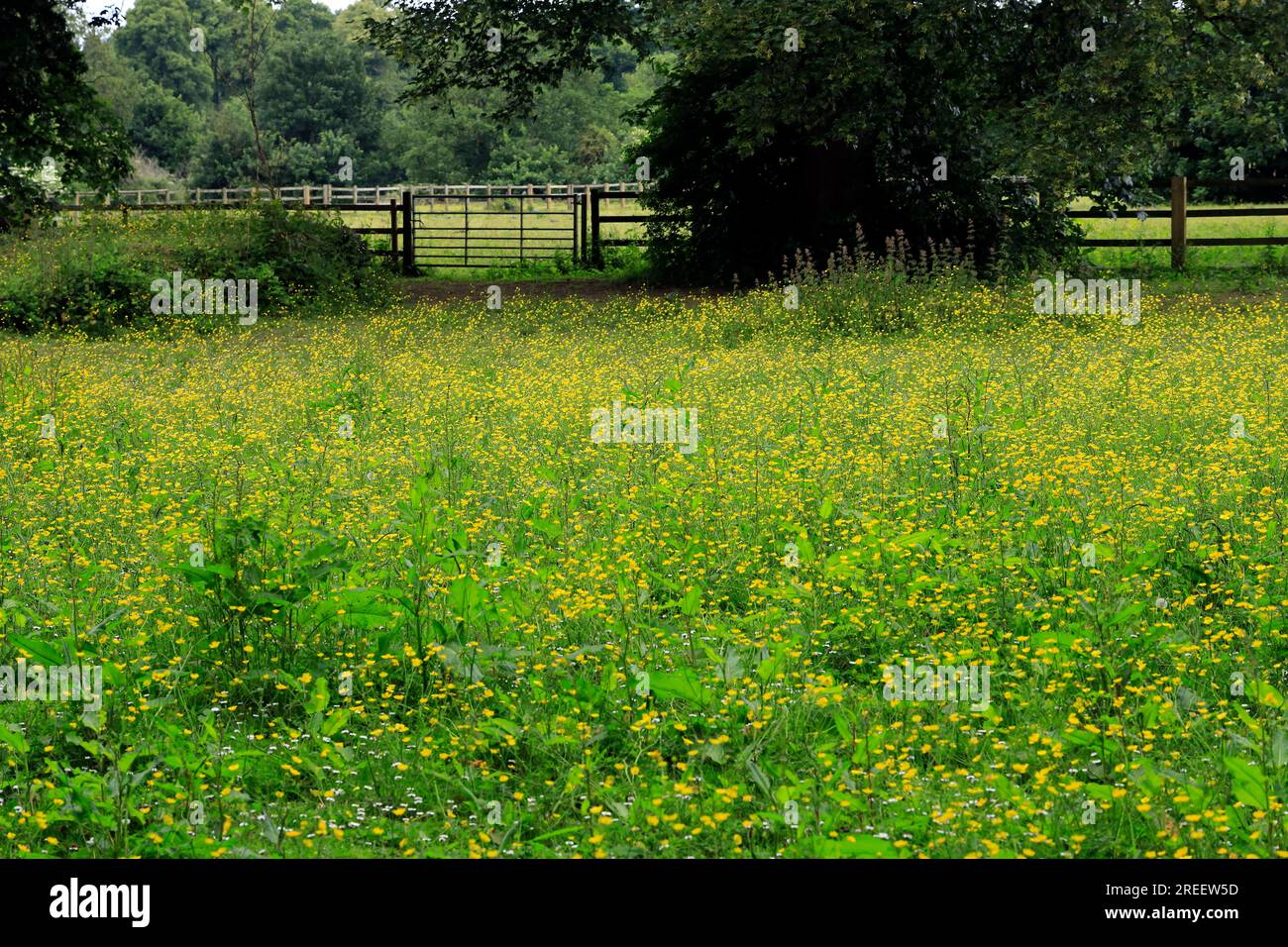 Buttercup meadow, Pontcanna Fields, Cardiff.   July 2023. Stock Photo