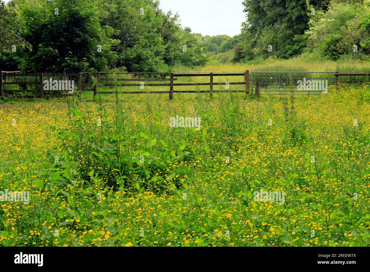Buttercup meadow, Pontcanna Fields, Cardiff.   July 2023. Stock Photo
