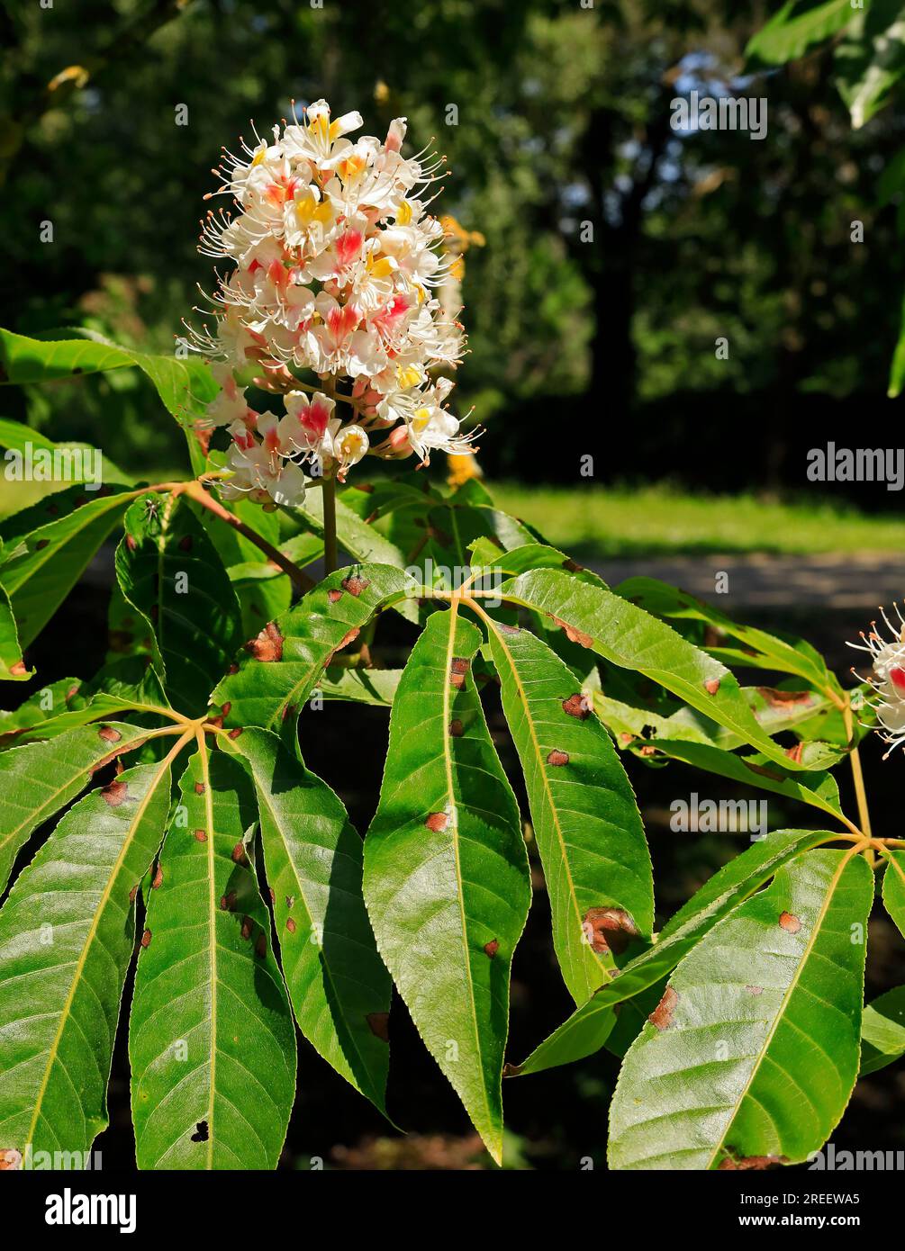 Sweet chestnut flowers. July 2023. Stock Photo