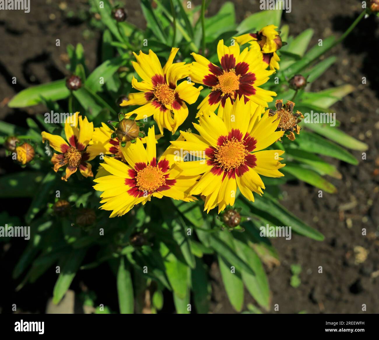 Yellow flower, border garden plant July 2023. cym Stock Photo