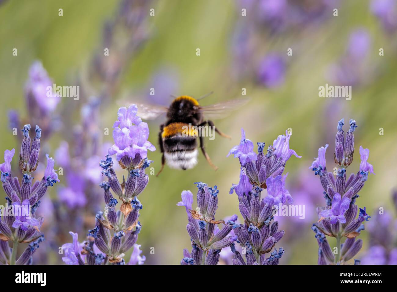 Lavender blossoms (Lavandula angustifolia) with a satiated bumblebee flying away Stock Photo