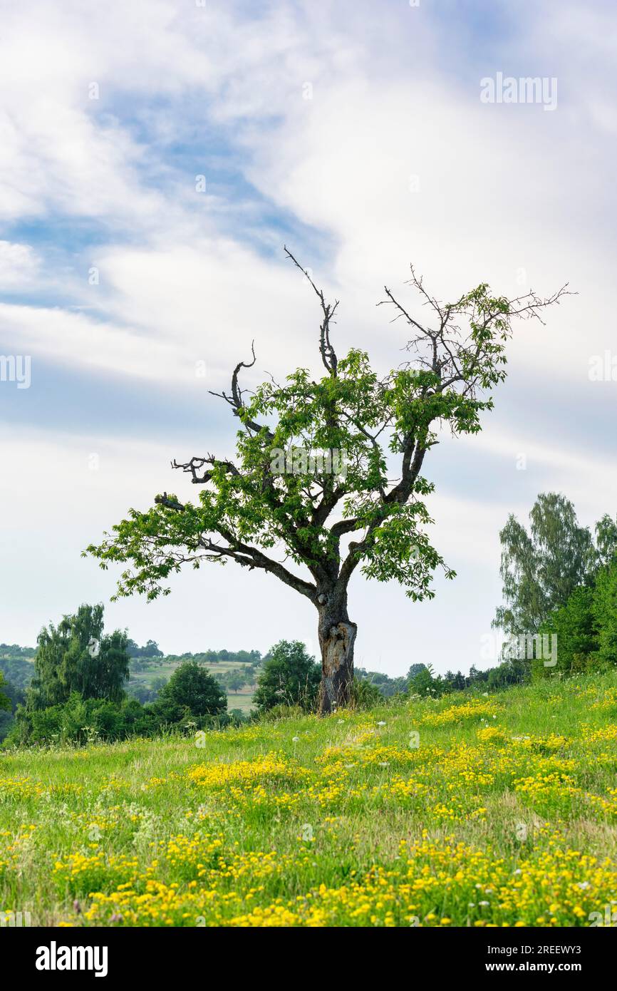 Old cherry tree on summer meadow, Baden-Wuerttemberg, Germany Stock Photo