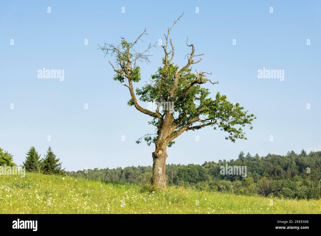 Old cherry tree in summer meadow, forest, Baden-Wuerttemberg, Germany Stock Photo