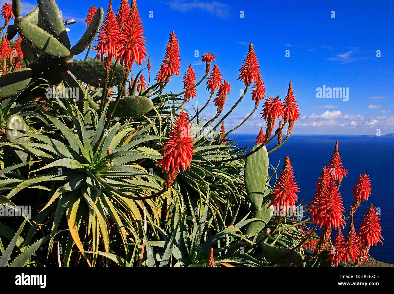 Aloes (Aloe) Atlantic, flowers, Madeira Island Stock Photo