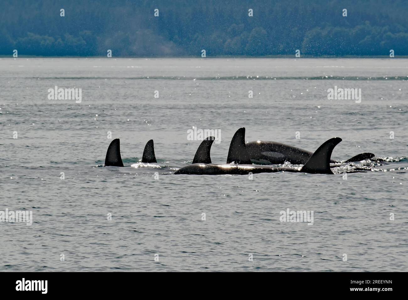 A group of several orcas, whales, whale watching, Inside Passage