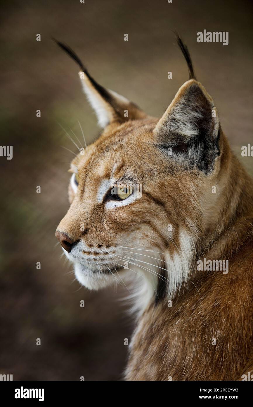 Eurasian lynx (Lynx lynx), northern lynx portrait, captive in Sababurg ...